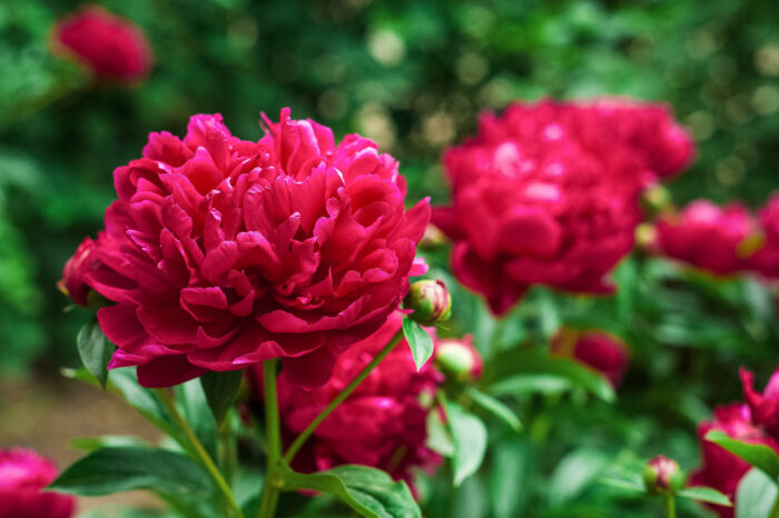 Paeonia Red